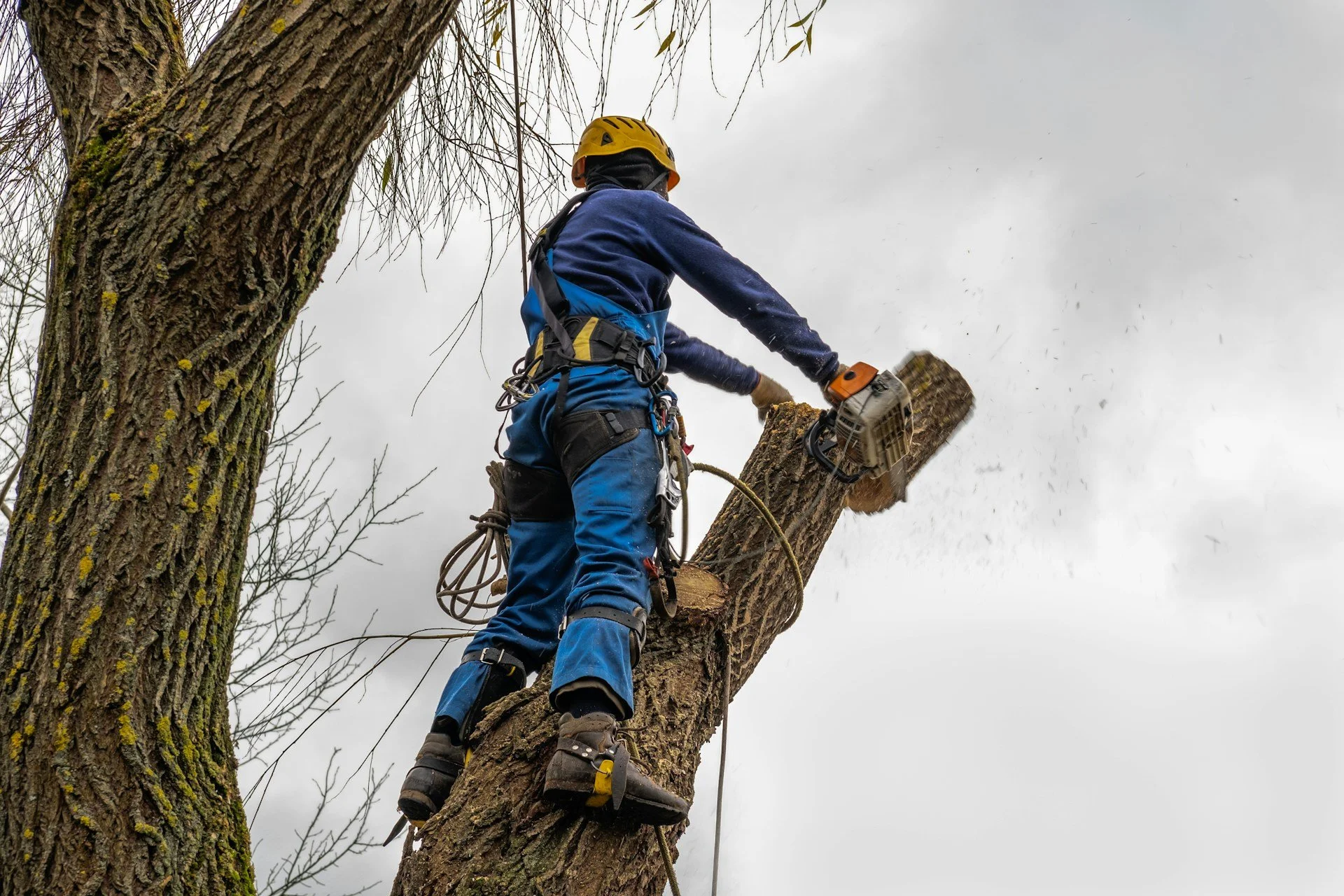 Emergency Tree Services in Montgomery County After Severe Storms