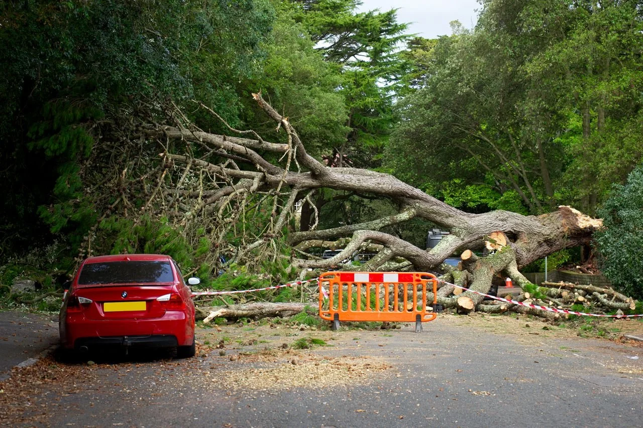 Emergency Tree Removal in Media, PA With 24/7 Storm Response
