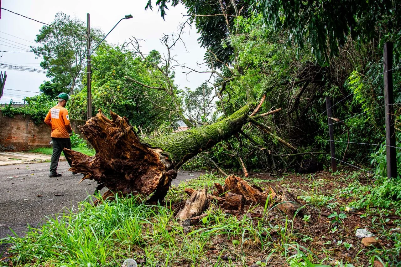 Tree Preservation Before Removal: Cabling, Pruning, Soil Care—What Works