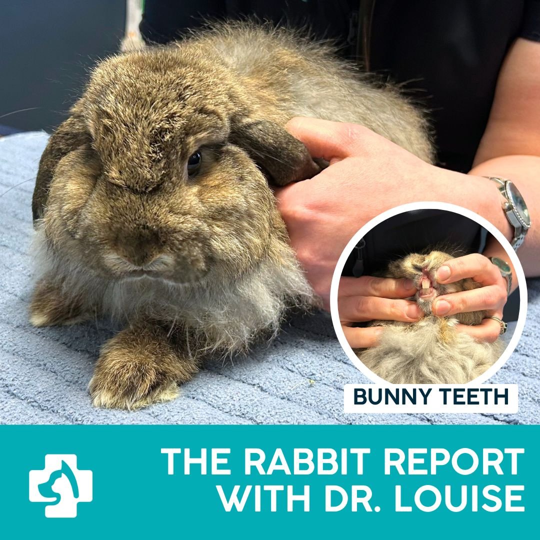 🐰🦷 The Rabbit Report with Dr Louise is back&mdash;and today we&rsquo;re talking TEETH! Buckle up, bunny lovers, because there&rsquo;s more to that adorable nibble than meets the eye!

Did you know rabbits have 6 incisors? Yep&mdash;4 big ones in fr