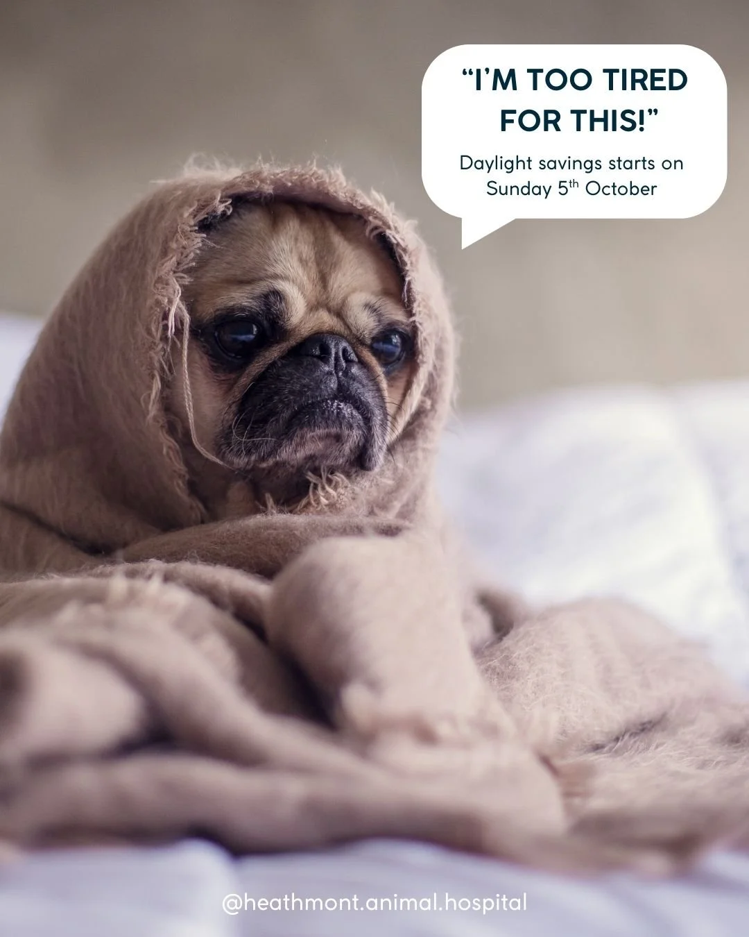 Here&rsquo;s your friendly reminder that daylight savings is about to start! Clocks will be turned forwards 1 hour on Sunday 5th October 2025 AEST.

We don't want you to miss a single second of your appointment!
.
.
.
#heathmont #heathmontvet #localv
