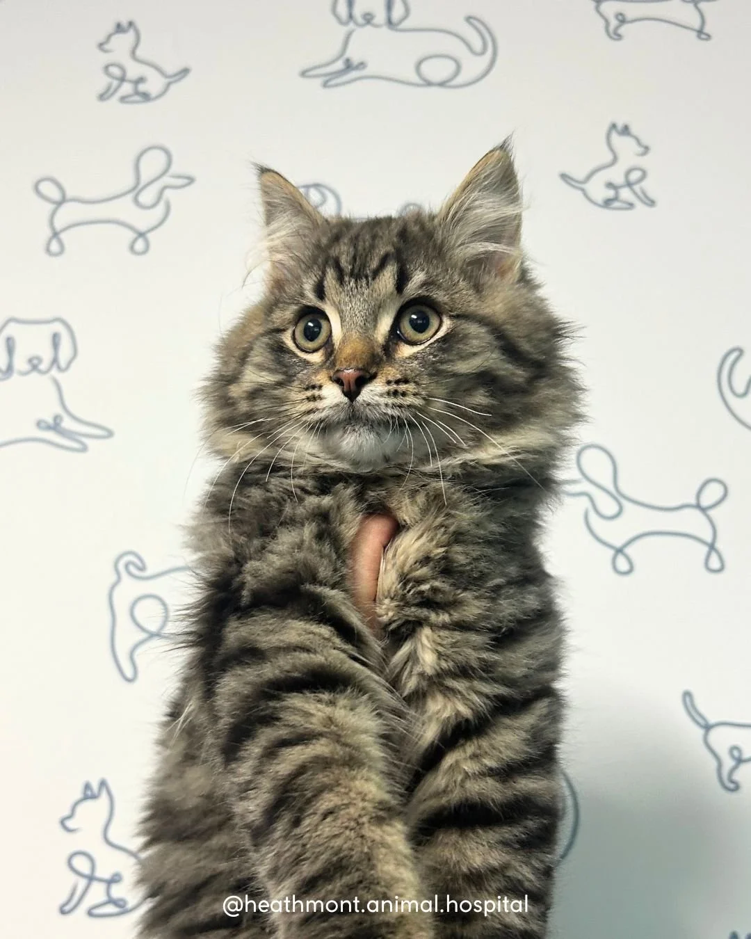 Meet Mosley (aka Mo)&mdash; a not so little rescue kitten who's growing so fast, we&rsquo;re starting to suspect there&rsquo;s a little Maine Coon magic in there! 🐾✨

He was a total sweetheart for his check up and vaccinations&mdash;purring through 