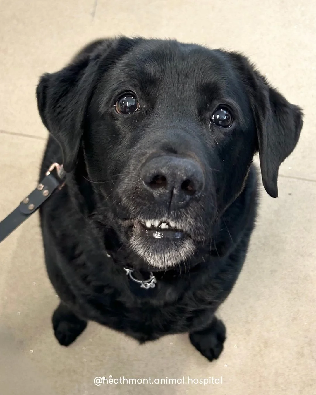 Look at that toothy grin!! Cola the labrador will do anything for a treat! 💙 
.
.
.
#heathmont #heathmontvet #localvet #labrador #doggysmile