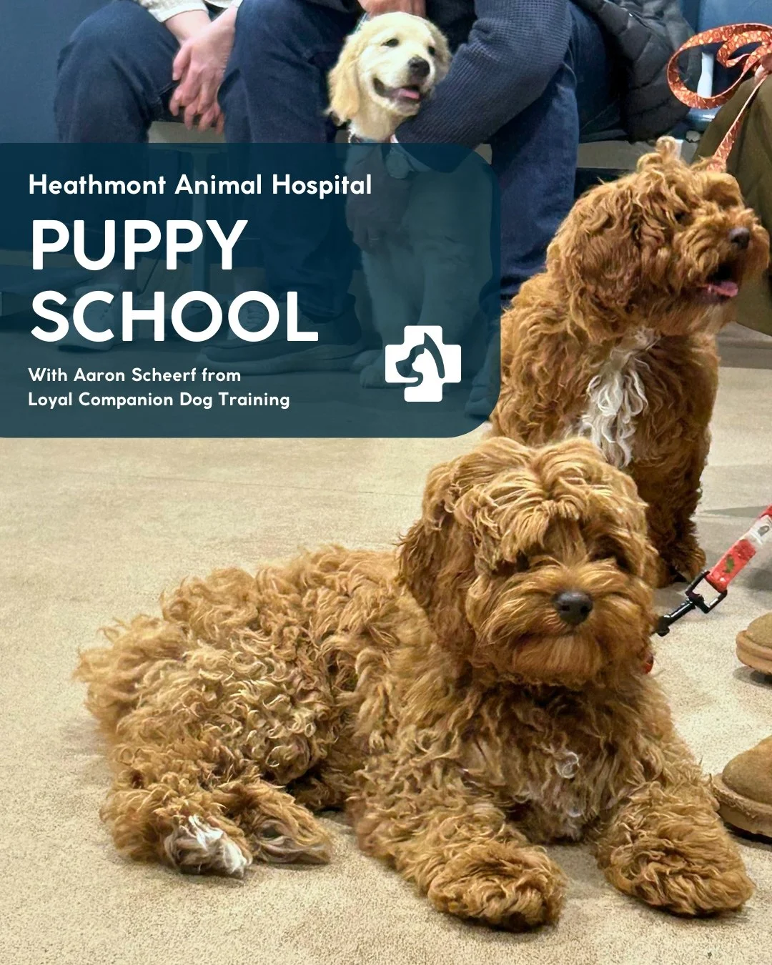 It's not too late to join our puppy school! We still have a few spots left for our late October cohort! πΆπ
π
 Thursdays 7–8pm | πΎ 4-week course
π Puppies must be under 16 weeks and have had their first vaccination
π² $200 for the full co