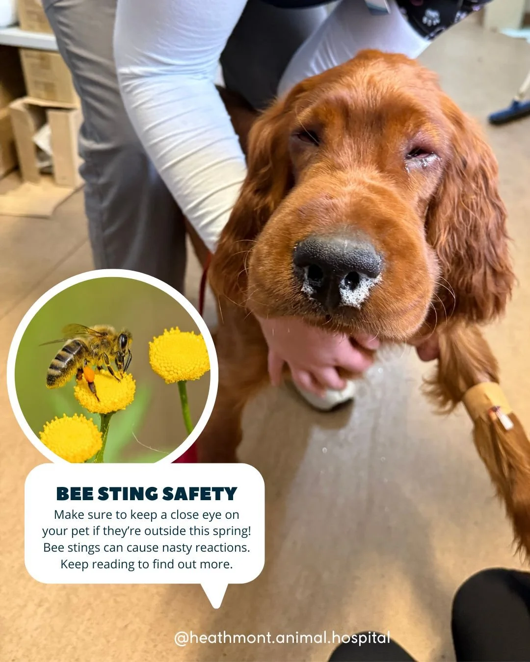 Let's talk 'bee stings'!
When curiosity bites back! This sweet Irish Setter pup named Palmer had a run-in with a bee and ended up with a very puffy face and a snotty snoot — ouch! ππ’
Reactions to bee stings can vary greatly in severity, rea