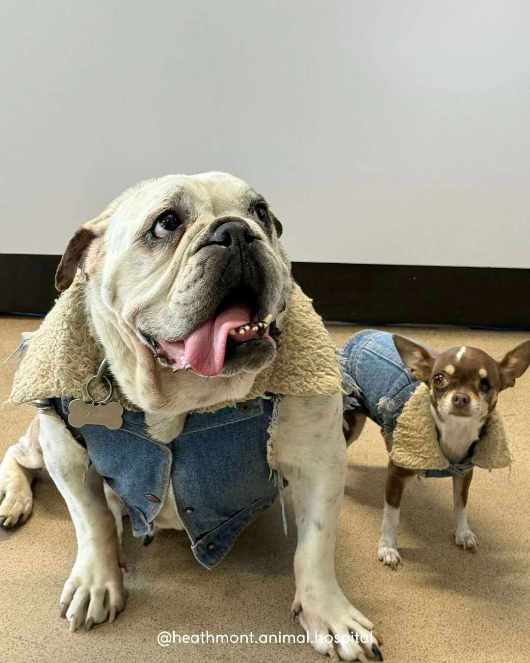 Double the denim, double the cuteness!
Meet our trendsetting clinic mascots, Lola the Bulldog and Evie the Chihuahua (staff pets!) - proving good style comes in all sizes! 👖🐾✨
.
.
.
#heathmont #heathmontvet #localvet #doubledenimdog #staffpet