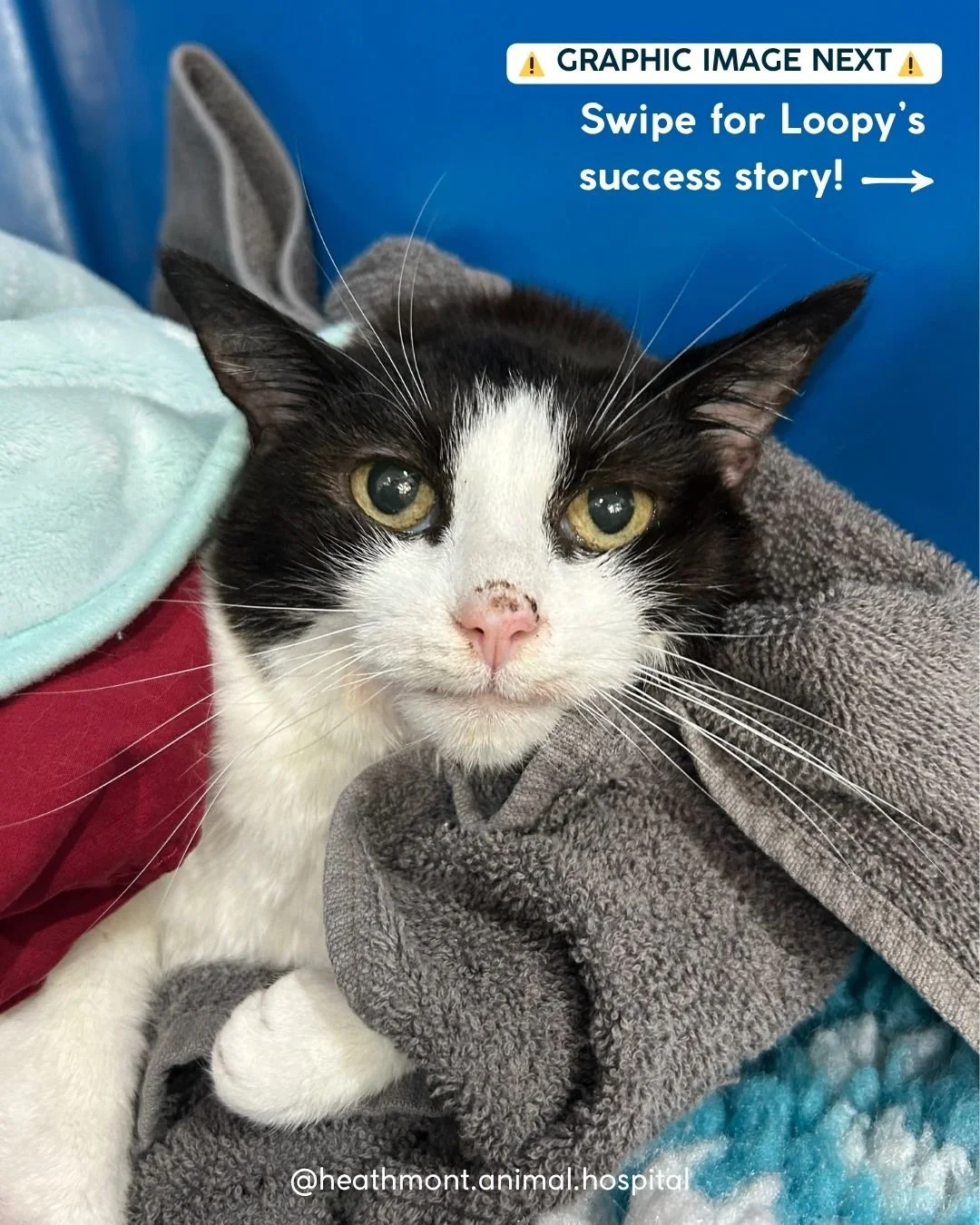 🦷🐱 Meet Loopy, our sweet feline friend who came in just&hellip; not quite herself 😿

TW: graphic image next

Her diligent human noticed she wasn&rsquo;t playing, had stopped grooming, was vocalising more, lost interest in food and losing weight. S