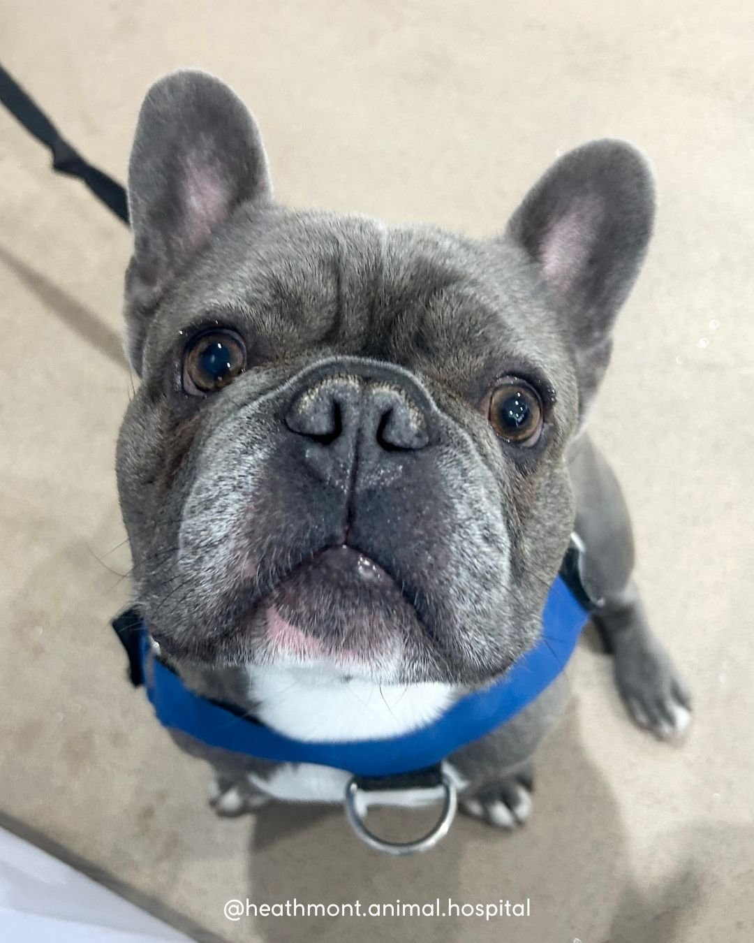 Did someone say&hellip; TREAT?!&rdquo; 😍🍪

Hugo the frenchie before and after I showed him the treat!
.
.
.
#heathmont #heathmontvet #localvet #frenchbulldog #frenchie
