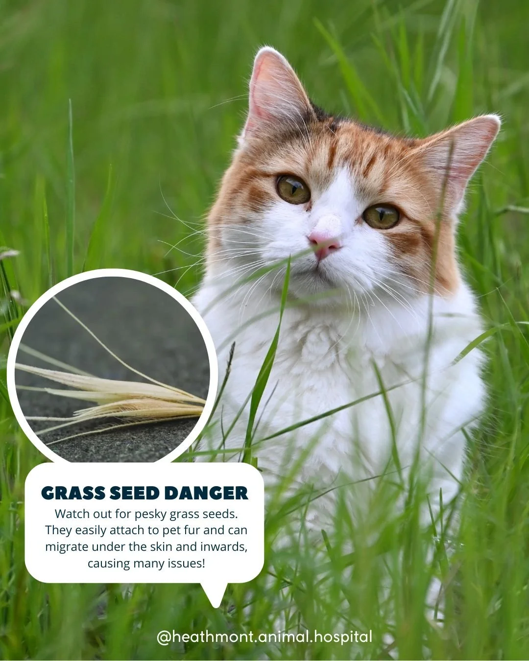 Let's talk 'grass seeds'!

Grass seeds have small barbs that can easily attach to your pet&rsquo;s fur, skin, ears, or paws and penetrate the skin. These tricky grass seeds have been known to migrate inwards, when the body recognises the grass seed a