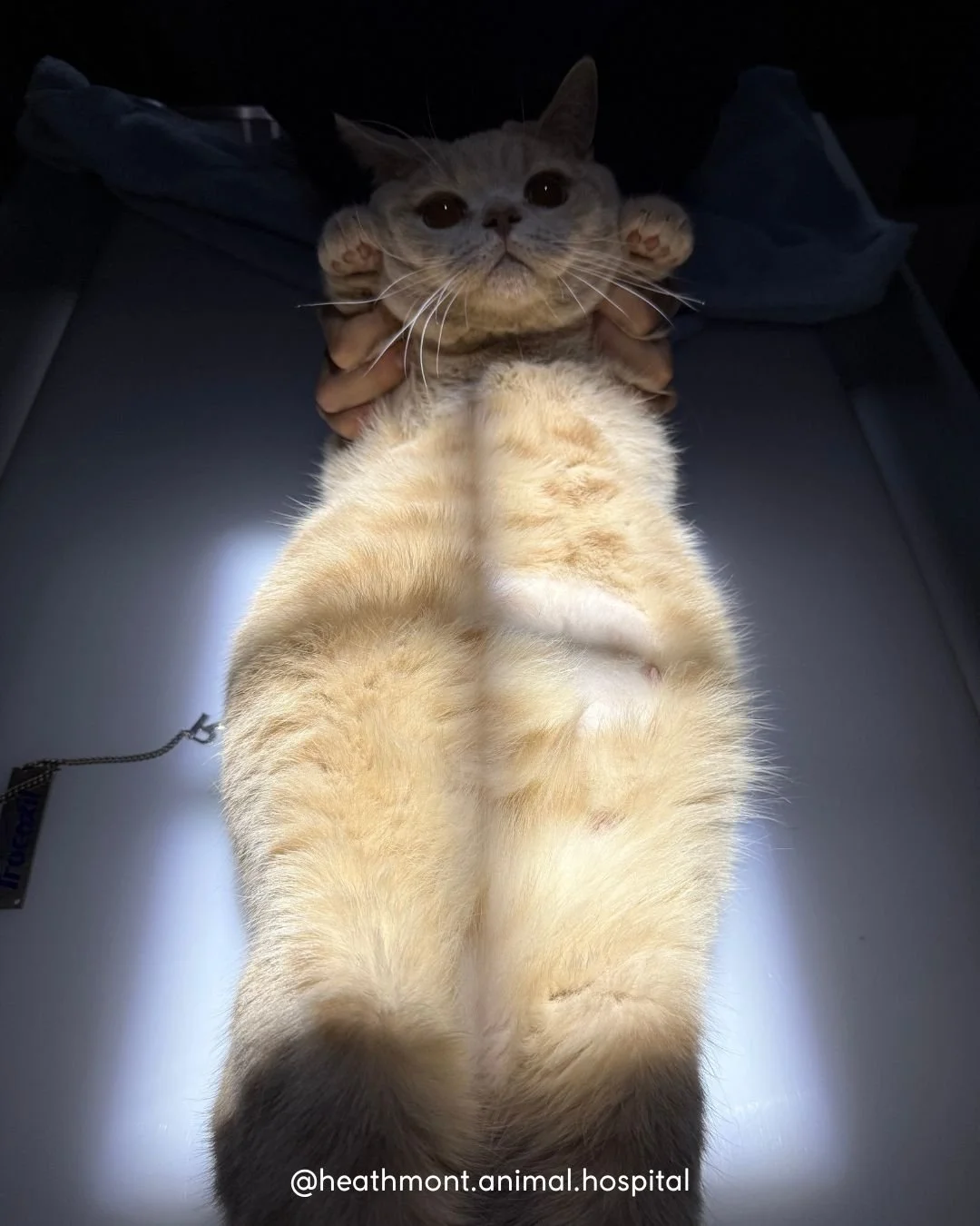 Mochi&rsquo;s got a belly full of surprises! 🤰🐾

We did an ultrasound and an X-ray to count her kittens&hellip;

How many little beans do you think she's cooking?
Try count the number of spines and skulls then swipe for the answer!
.
.
.
#heathmont