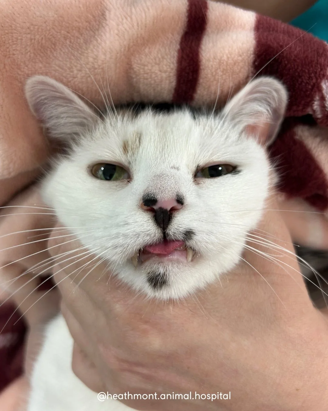 Artemis the cat was looking a little...um...'stoned' (definitely a professional medical term) after her pre-surgery medications kicked in. 😹✨

Pre surgery medications help keep our patients relaxed and comfortable before their procedure! 🐾
.
.
.
#h