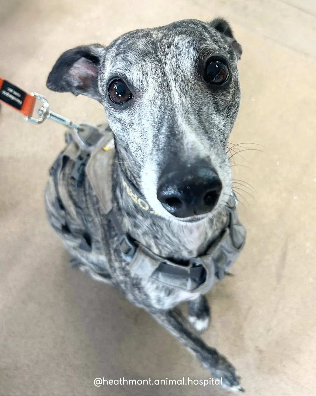 Nothing better than a visit from whippet brothers Storm and Trigger! 🐶🐶💙 

Twice the cuddles, twice the cuteness!
.
.
.
#heathmont #heathmontvet #localvet #whippets #dogsofinstagram