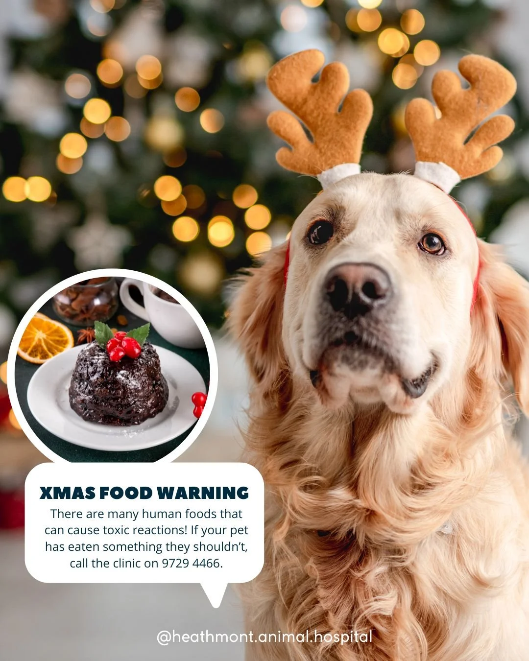 Chocolates and sweets can be so dangerous for our pets. During the Christmas season, we see an increase in pets coming into the clinic for eating things they shouldn't. At this time of year, there is in abundance of food that may have toxic impacts o