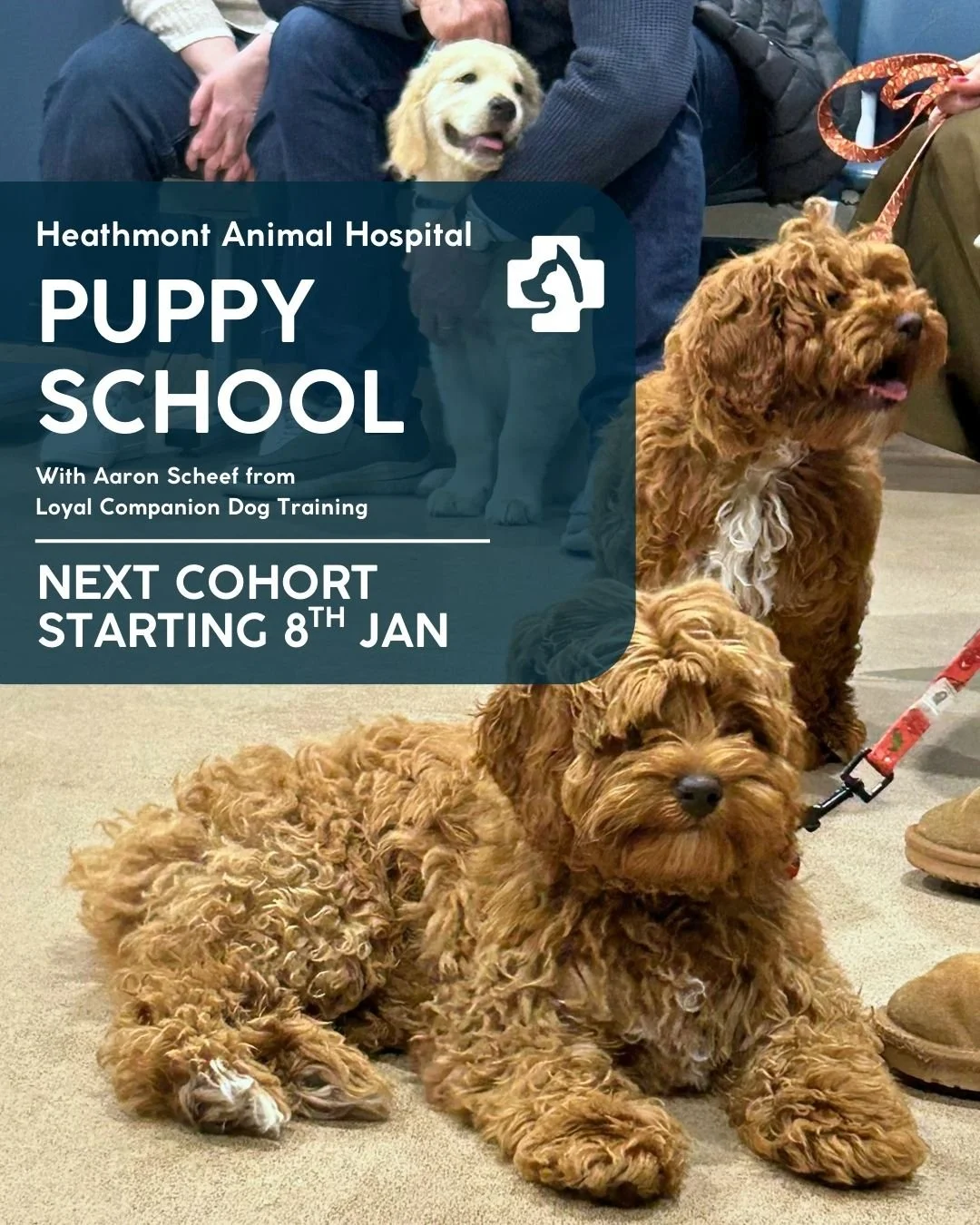 🐶 Puppy School is BACK! 🎓🐾

We&rsquo;re excited to be kicking off our next Puppy School course on Thursday night, 8th January!

📅 Thursdays 7&ndash;8pm | 🐾 4-week course

💉 Puppies must be under 16 weeks and have had their first vaccination

💲