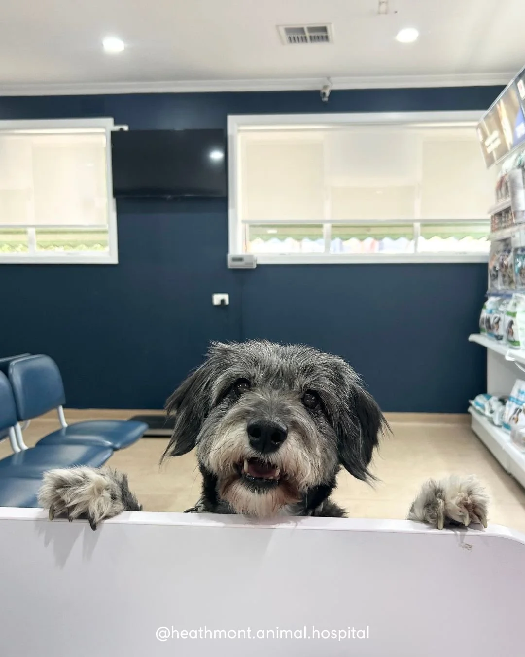 Maggie heard there were treats at reception and needed to check it out for herself! 💙🐾 
.
.
.
#heathmont #heathmontvet #localvet #dogsofinstagram #vetlife