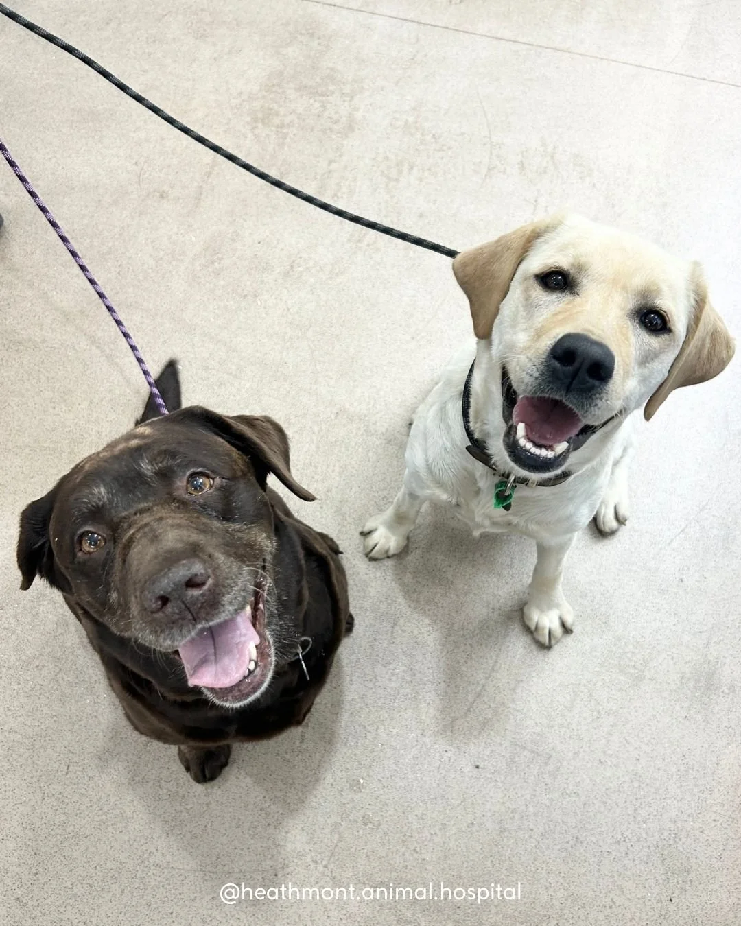 Sister goals 🐾 💙 
Molly &amp; Shirley the labrador sisters, stealing hearts as a duo
.
.
.
#heathmont #heathmontvet #localvet #labradorlove #labrador