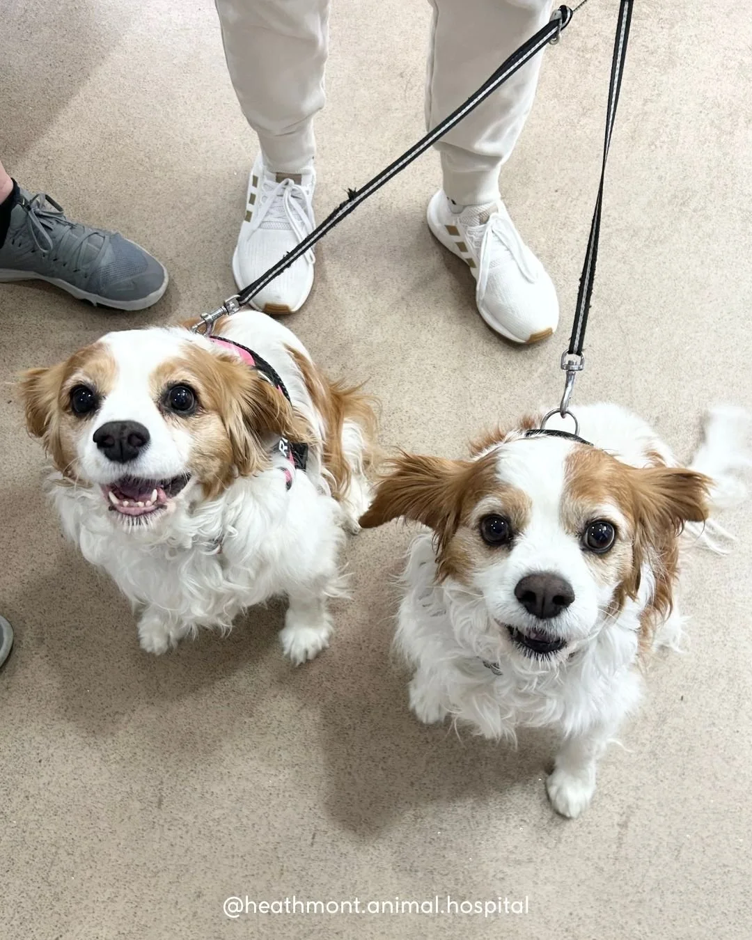 Double trouble!🐾
Roxy &amp; Ruby the cavalier sisters stealing hearts everywhere they go!
.
.
.
#heathmont #heathmontvet #localvet #cavalierkingcharlesspaniel #cavaliercuteness