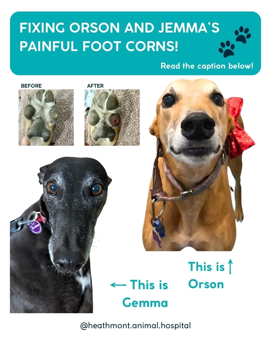 👣🐾 Say hello to Orson &amp; Jemma&mdash; two dashing greyhounds who trotted into the clinic with a common (but painful!) problem: corns on their feet! 🐕💥

What&rsquo;s a corn?
Corns are hard, circular areas of dead skin that form on paw pads &mda