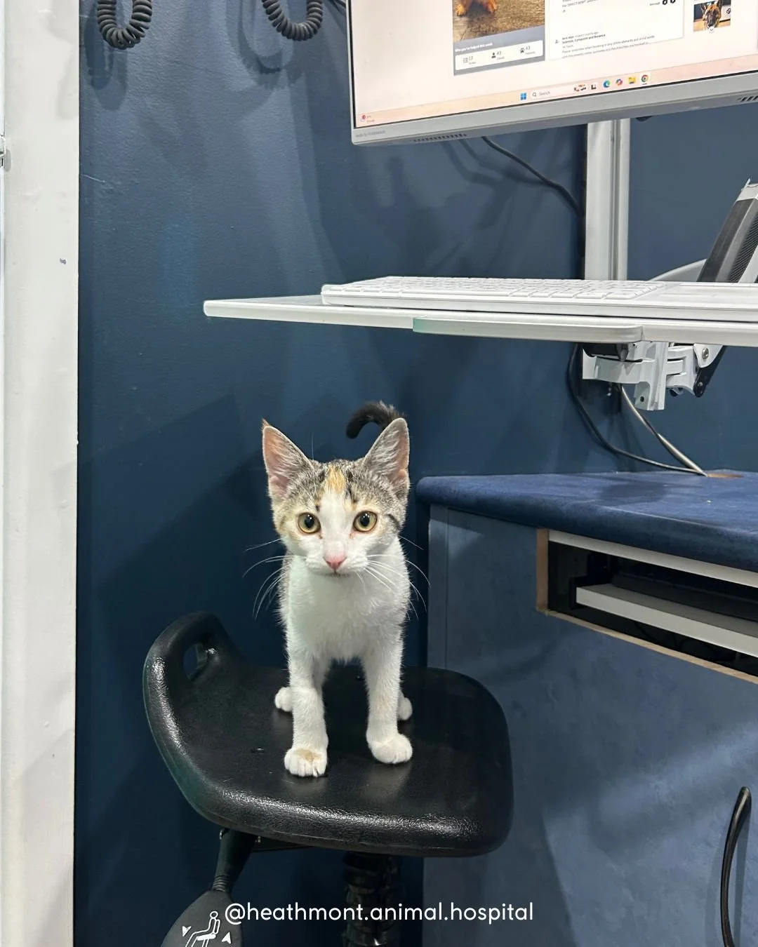 Little Poppy came in for her very first vet visit today 🐱💛

Brave, curious, and already making herself comfortable &mdash; even on the vet&rsquo;s seat!
.
.
.
#heathmont #heathmontvet #localvet #kittencuteness #curiouscat