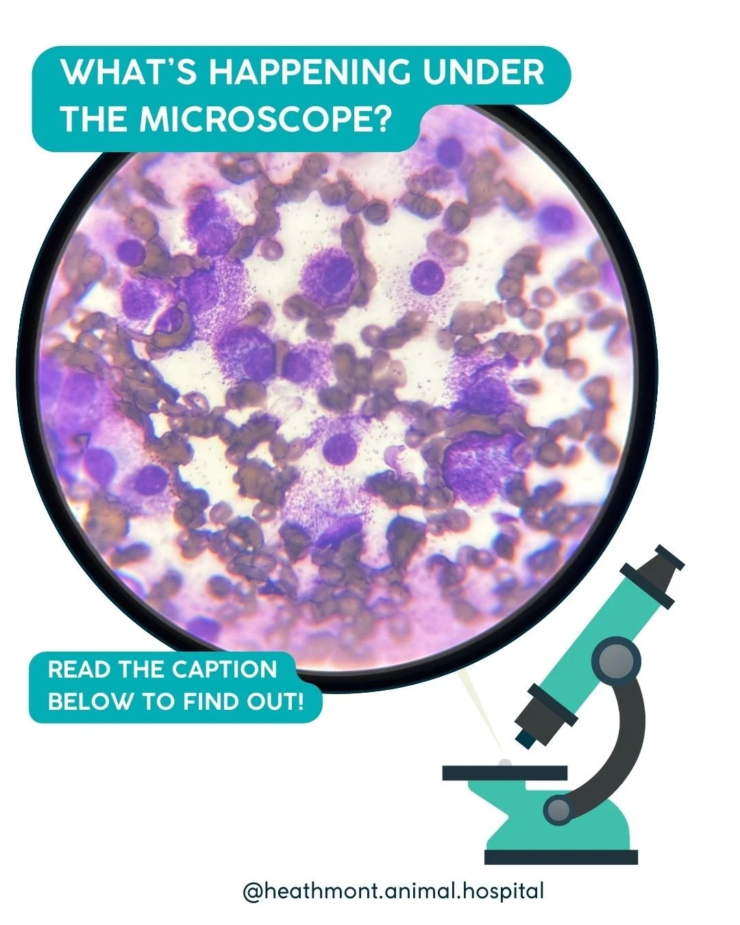 Lump checks matter 🐶🐱

Any lump or bump on your pet should be checked and closely monitored for changes in size, colour, texture, or if it starts to bother your dog or cat.

One thing to remember: the bigger a lump grows, the more complicated surge