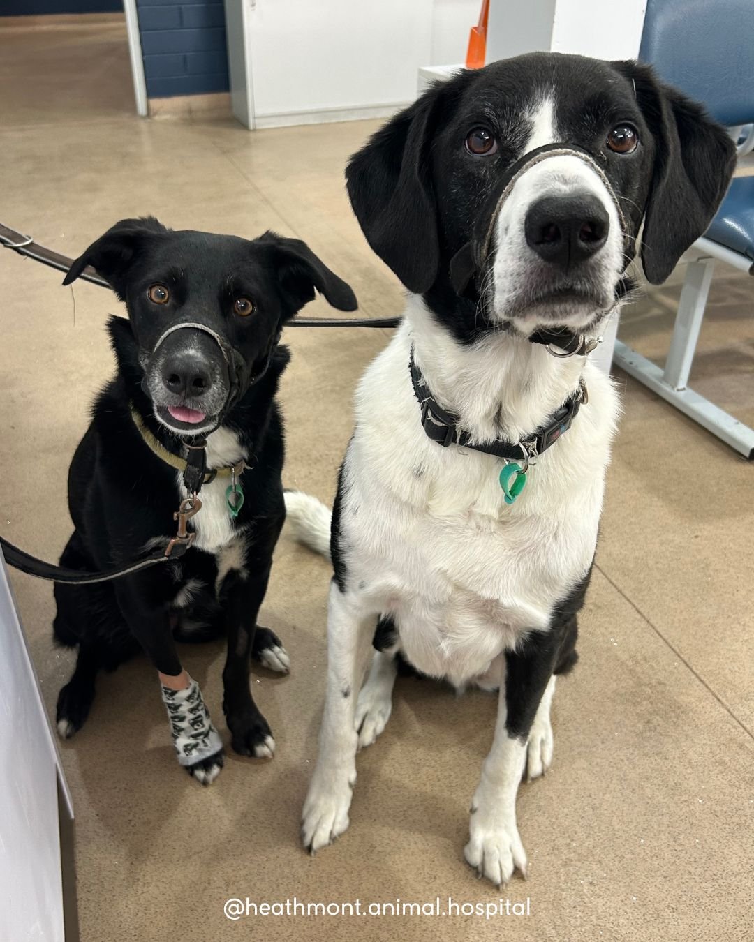 This is why we love emotional support buddies! 🐾
Scout joined his sister Luna for her visit, offering comfort while she was treated for a paw injury. A little extra support can go a long way for our nervous patients.
.
.
.
#heathmont #heathmontvet #