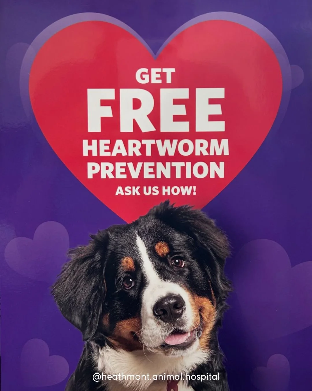 Interested in getting year long protection from heartworm for your dog for FREE?!

Contact the clinic today on 9729 4466 to speak to one of our friendly staff to find out how!
.
.
.
#heathmont #heathmontvet #localvet #pawfectprotection #freeheartworm