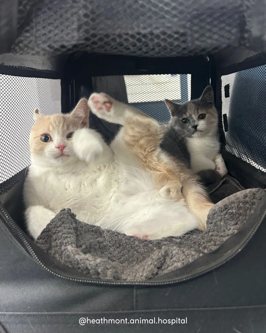 Brother and sister, Leo and Luna were exceptionally brave (and cheeky!) for their vaccinations! 

We couldn't decide which photo to post because they are all adorable - so have them all!! 🐱🐾
.
.
.
#heathmont #heathmontvet #localvet #kittencuteness 