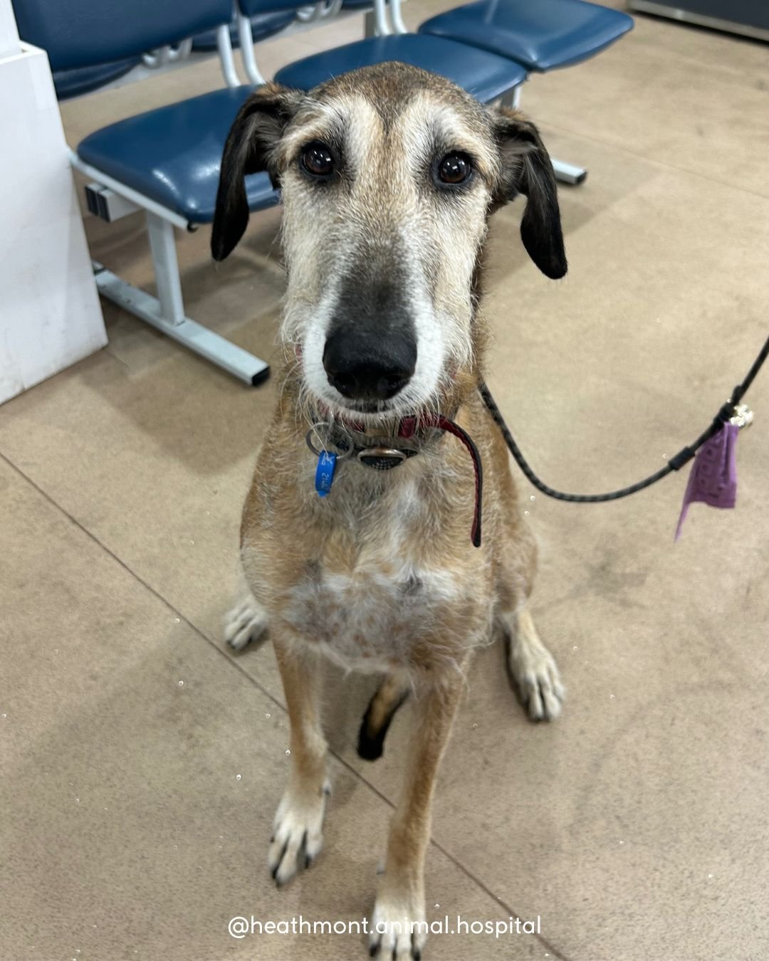 Meet pretty Penny with the staghound X! 
Long legs and a big heart 💙 
.
.
.
#heathmont #heathmontvet #localvet #staghound #doglove