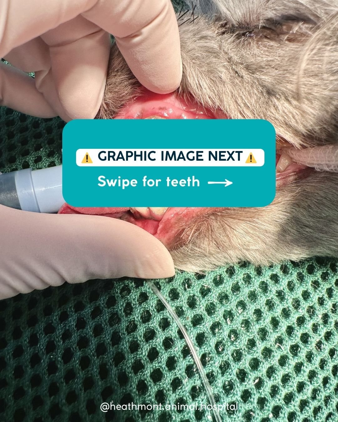 Sometimes what looks normal&hellip; isn&rsquo;t &mdash; and that&rsquo;s exactly what we&rsquo;re here for 🩺🐾

During a routine check-up, our vet noticed something important hiding in this pup's smile &mdash; retained deciduous canines 🦷

What doe