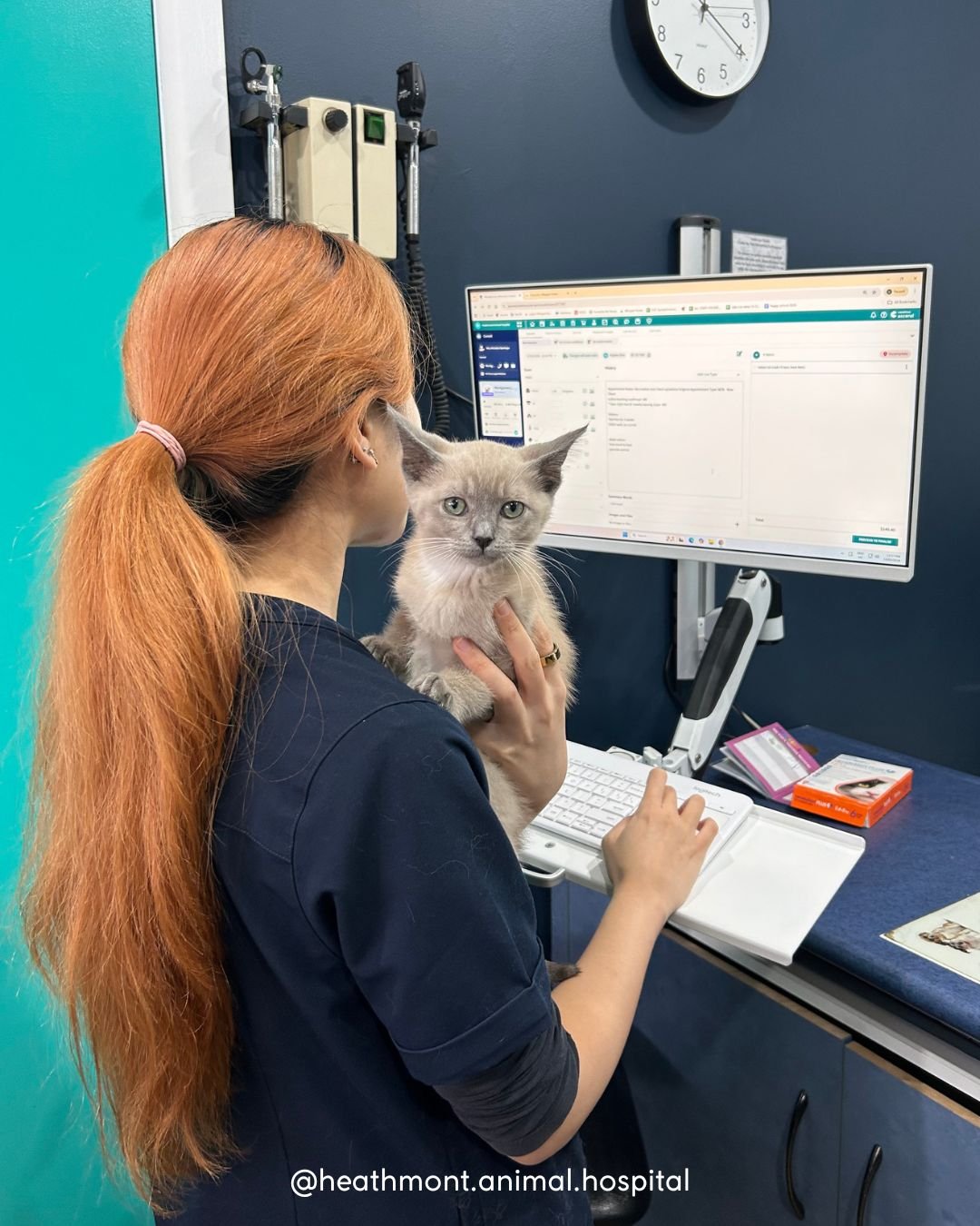 Montgomery the kitten decided the best seat in the clinic today wasn&rsquo;t the exam table&hellip; it was Dr Kaylee&rsquo;s shoulder 🐱

Kitten vaccinations are an important part of keeping little explorers like Montgomery protected while they grow.