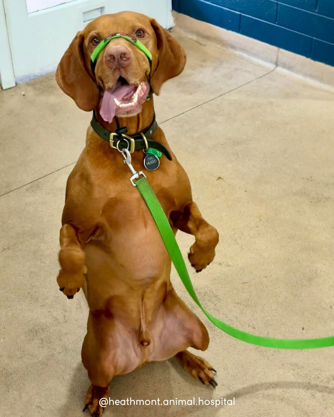Hugo the Hungarian Vizsla was a little nervous for his vet visit but was still brave - managing to "sit pretty" and put on a show for us all! ✨🐾
.
.
.
#heathmont #heathmontvet #localvet #hungarianvizsla #doglove