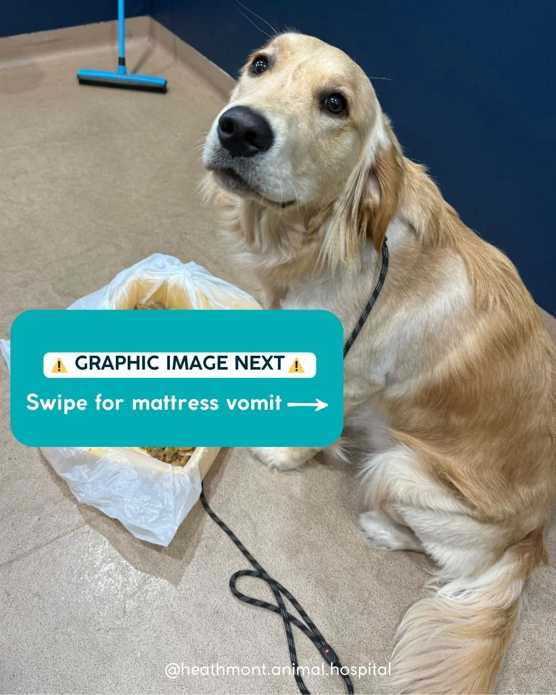 🚨 Case File: Special Agent Fox Mulder 🚨

This young Golden Retriever had been caught by his parents - eating a foam mattress!!

After ingesting part of it, Fox came in to see us for induced vomiting &mdash; a quick and effective way to remove what 