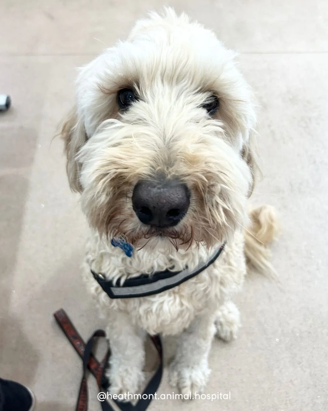 Meet Monty the groodle 🐶✨

Professional tail-wagger, part-time treat eater, and full-time heart melter
.
.
.
#heathmont #heathmontvet #localvet #groodlelove #cliniccutie