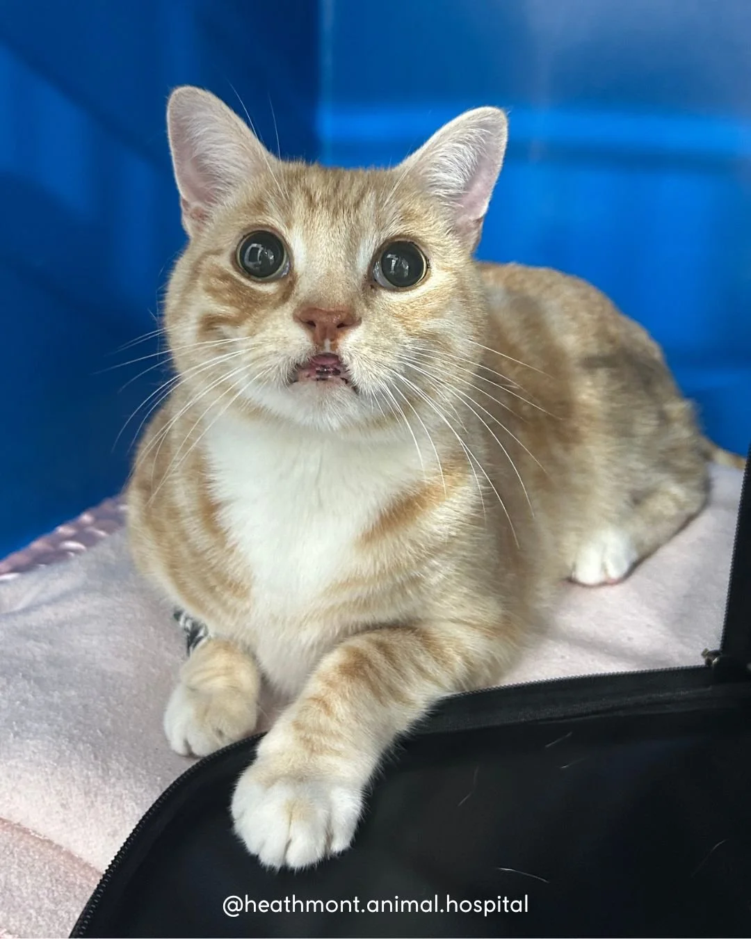 Some smiles are one-of-a-kind&hellip;and Benji&rsquo;s is no exception! 😺
.
.
.
#heathmont #heathmontvet #localvet #cutecat #cliniccutie