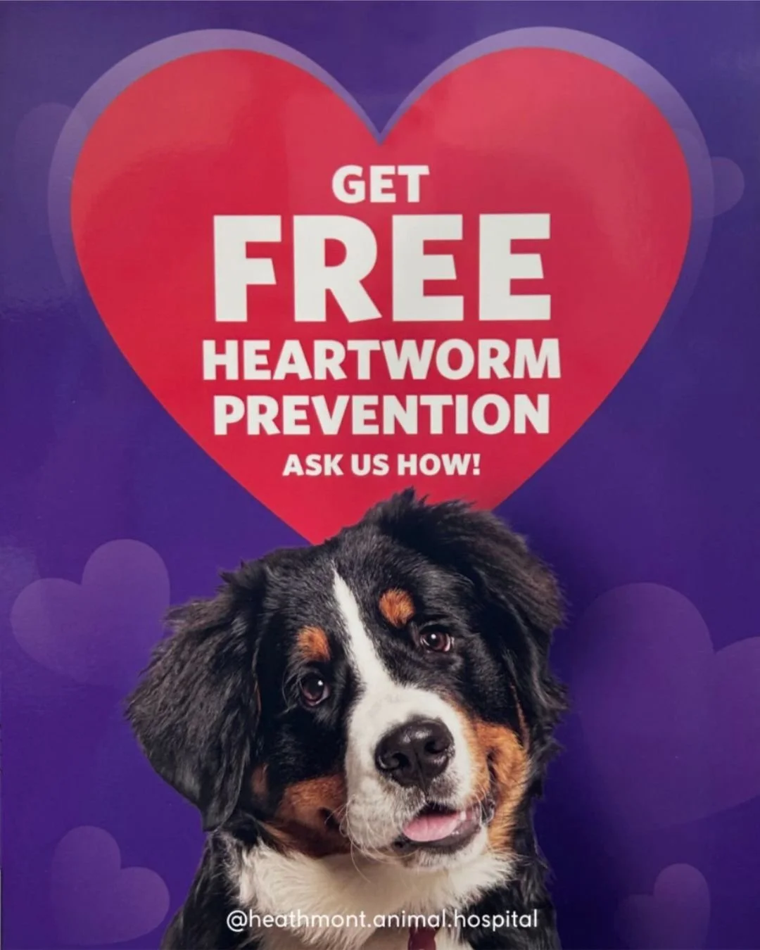 Our FREE heartworm injection offer has been extended!

Call the clinic on 9729 4466 to organise year long protection for your precious pup.
.
.
.
#heathmont #heathmontvet #localvet #pawfectprotection #freeheartworm