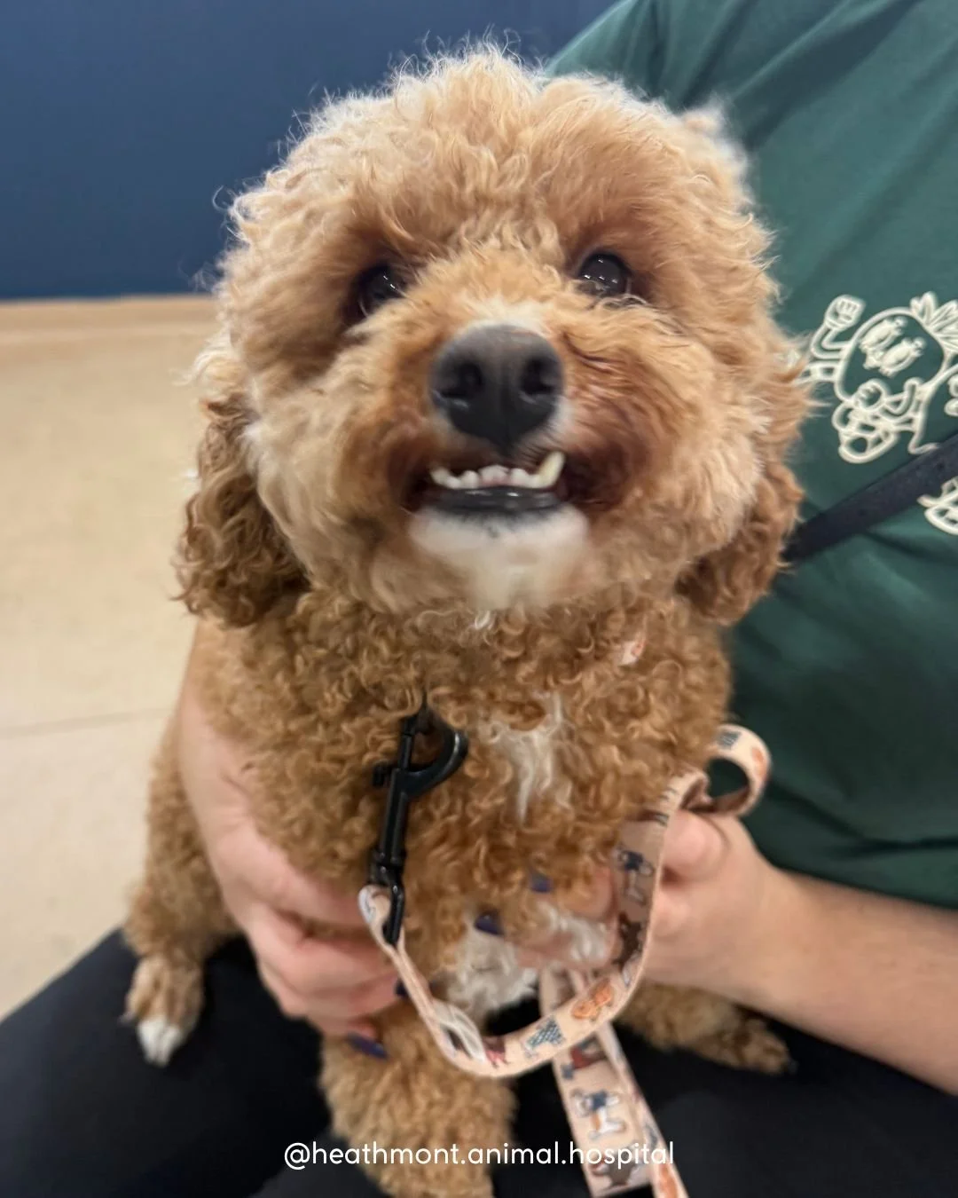 Meet Niffler, named after the beloved Harry Potter character &mdash; he's just as adorable

...and just as mischievous too! 🐾 🙊 
.
.
.
#heathmont #heathmontvet #localvet #cavoodle #niffler