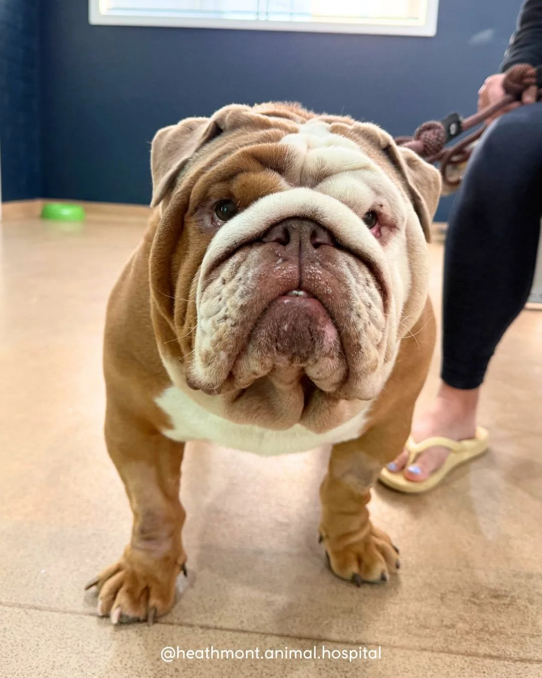 🐾💙 Good News Story: Maverick!

Maverick the Bulldog gave his family quite a scare this week after suddenly becoming unwell. He started vomiting repeatedly and couldn&rsquo;t keep food&mdash;or even water&mdash;down. When he turned his nose up at hi