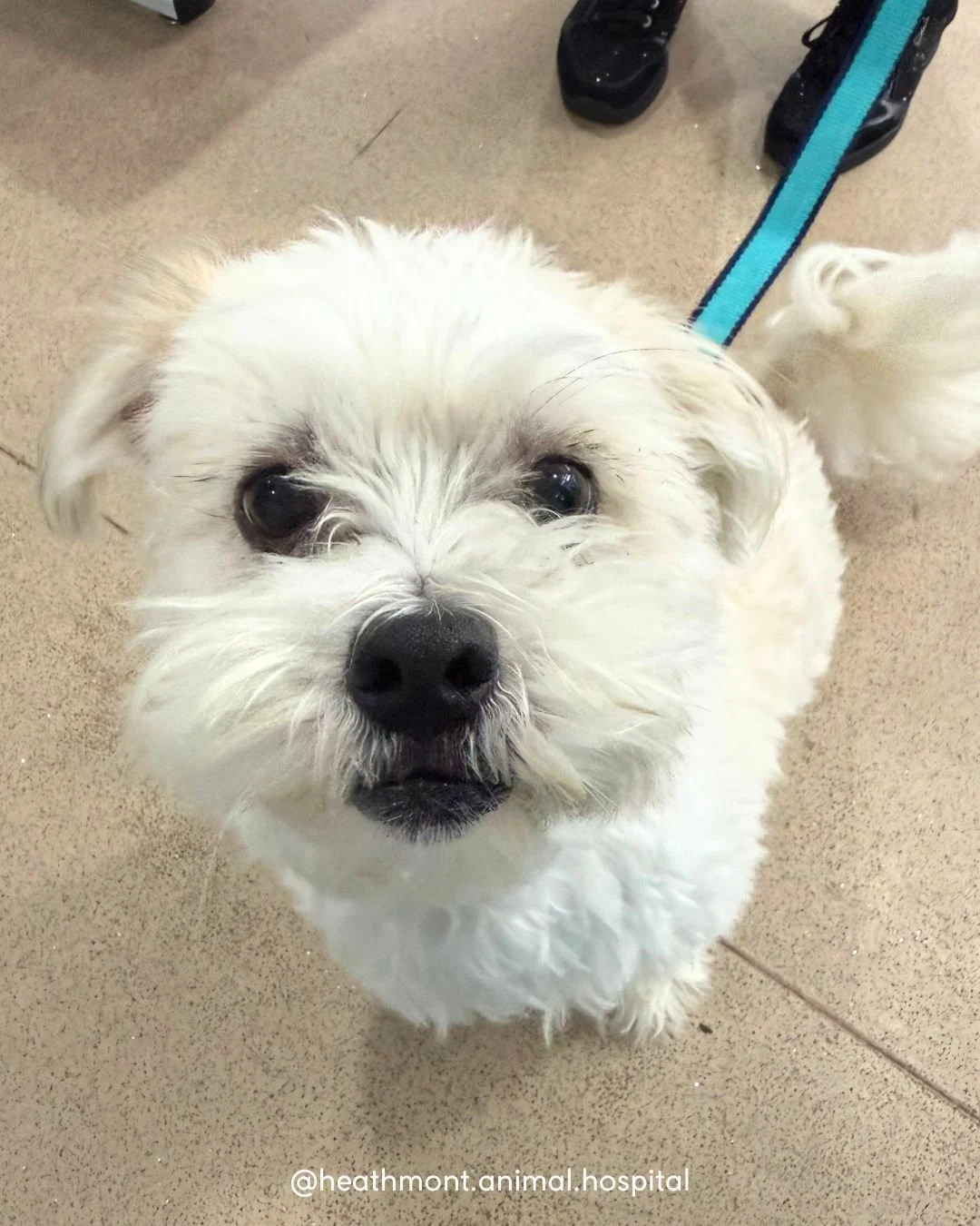 What Monte lacks in size, he makes up for with cuteness! 💙 
.
.
.
#heathmont #heathmontvet #localvet #maltese #cliniccutie