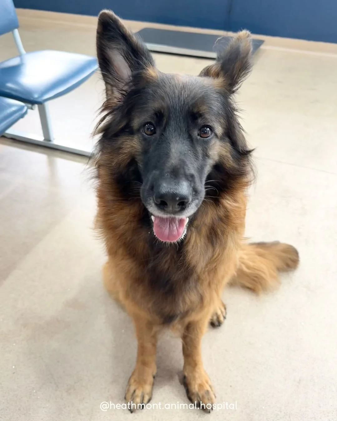 Una the German Shepherd has big paws, bigger ears, and the biggest heart! 

She was so brave for her vaccination...as long as treats were used as bribery 💙 
.
.
.
#heathmont #heathmontvet #localvet #germanshepherd #vetlife