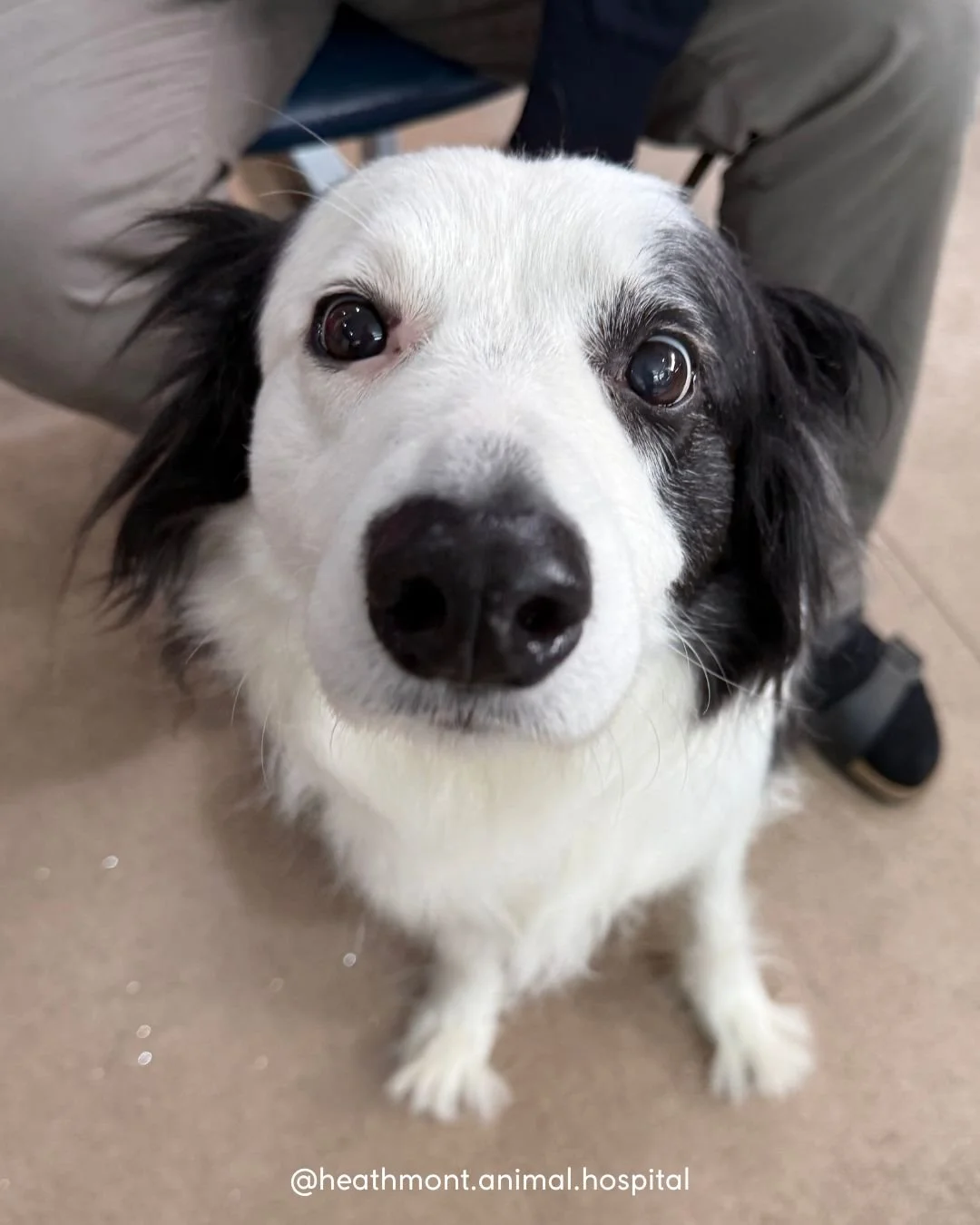 Introducing Jack the Border Collie
100% good boy, 110% energy, 200% ready for treats 😄🐾
.
.
.
#heathmont #heathmontvet #localvet #bordercollie #loveyourpetloveyourvet