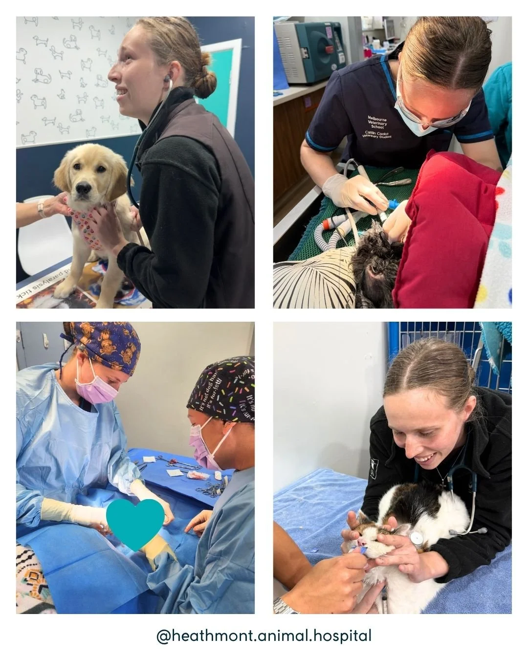 🎓🐾 A huge shoutout to our amazing vet student, Caitlin! 🐾🎓

Over the past month, Caitlin joined us for placement from Melbourne University&mdash;and we're already missing her around the clinic! 💙

From assisting in surgeries, anaesthesia and den