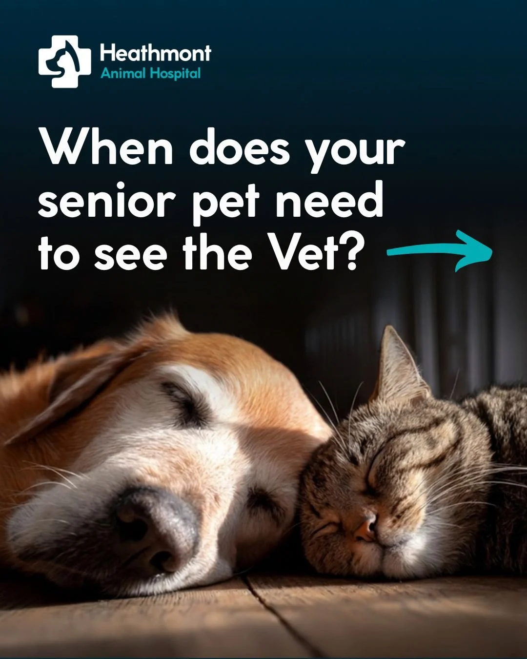 Introducing our new weekly series: When Should I Take My Senior Pet to the Vet?

Over the coming weeks, we'll be sharing some of the common signs that it may be time to book your senior pet in for a health check. From subtle changes in behaviour to s