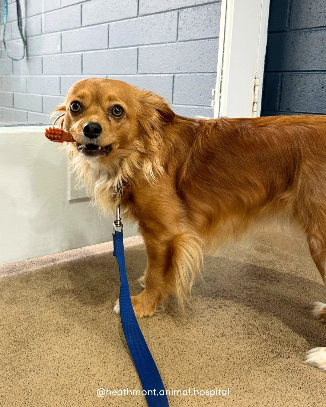 Remy was all set to head home after her visit, but not before making sure she received payment for being such a good girl! 😋
.
.
.
#heathmont #heathmontvet #localvet #cliniccutie #onefortheroad