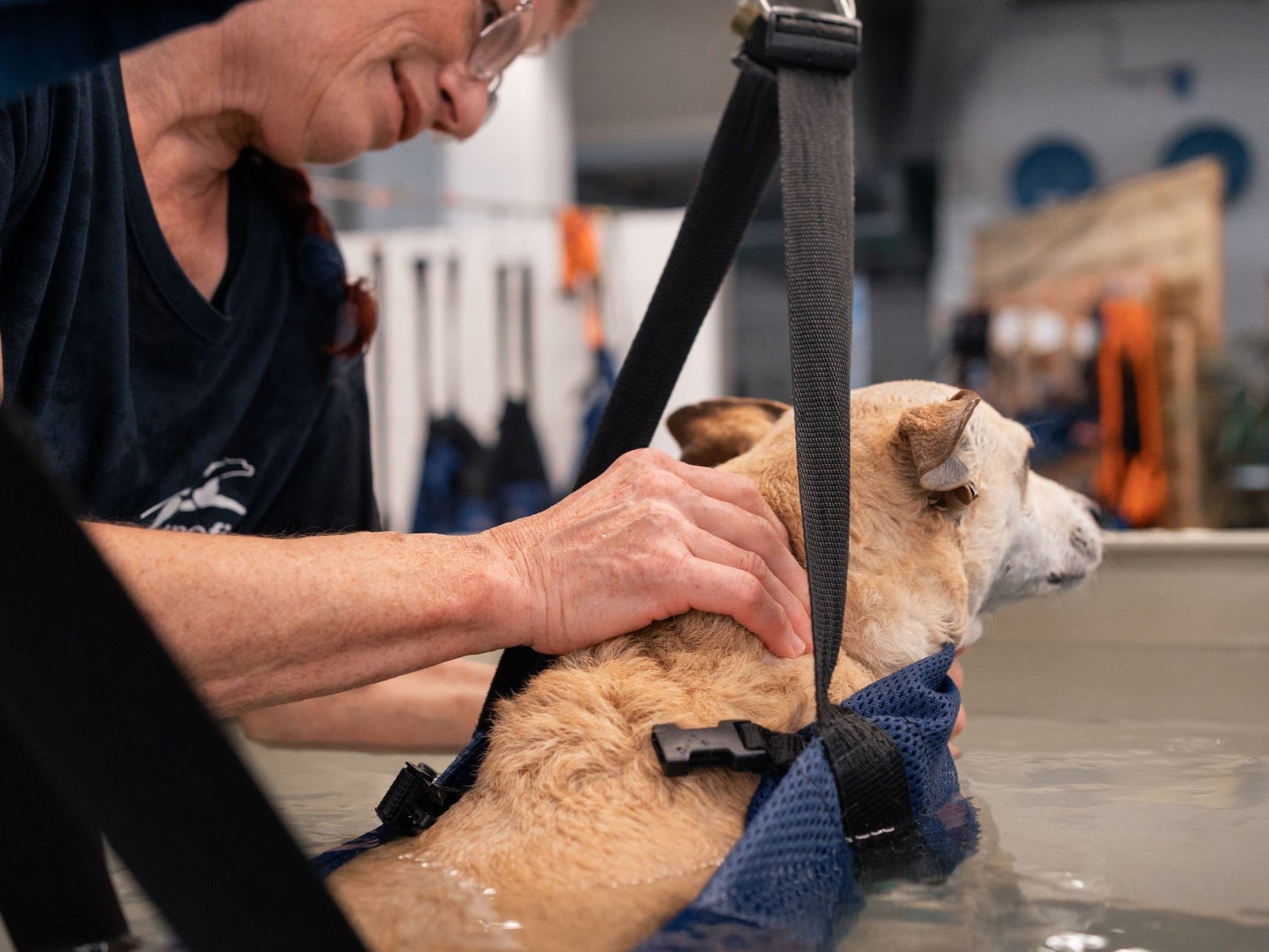 Hundemassage