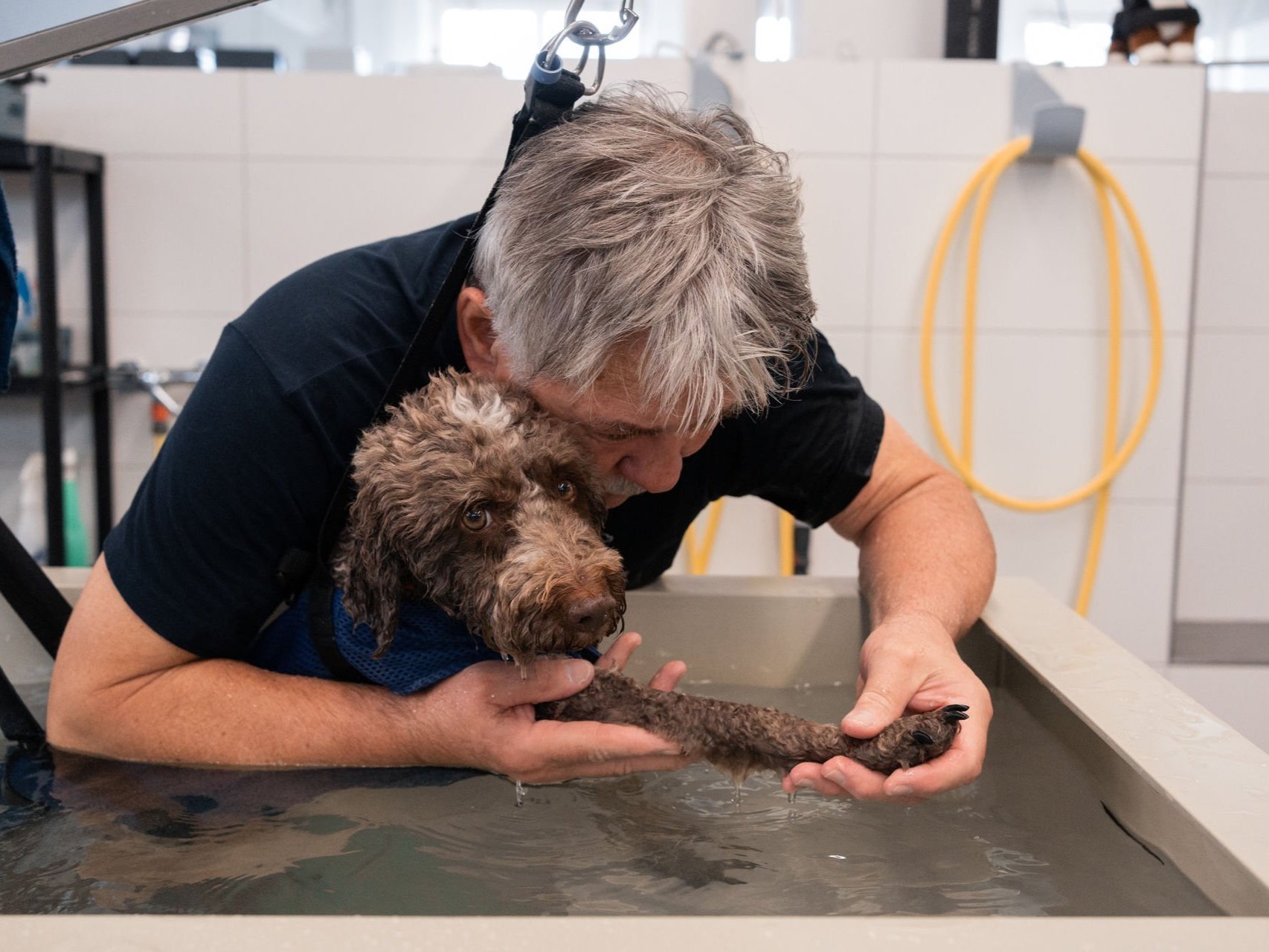 Lähmungen beim Hund