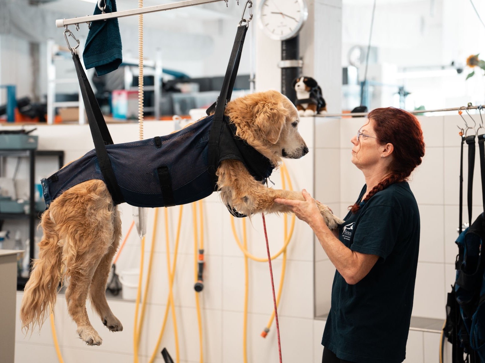 Therapie bei Arthrose Hund