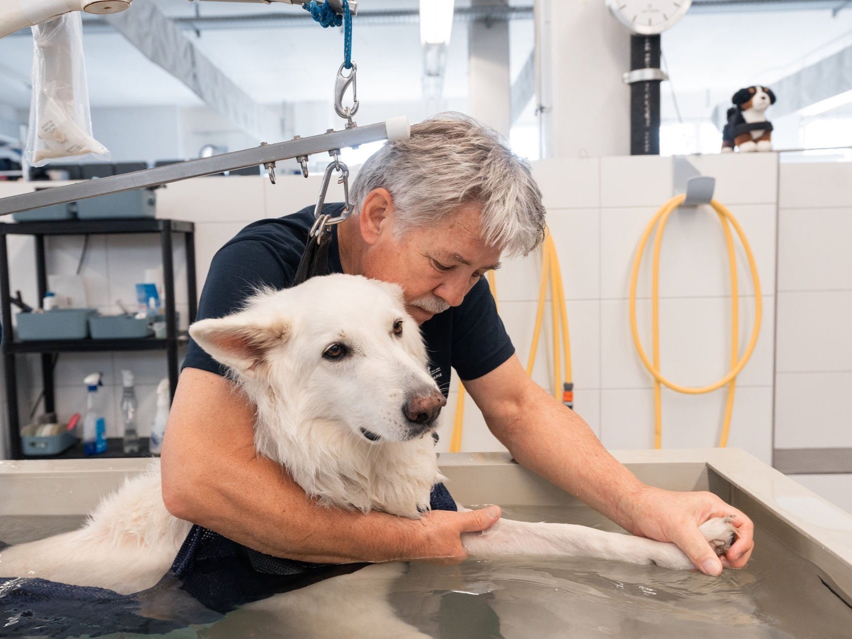 Hund in der Physitherapie