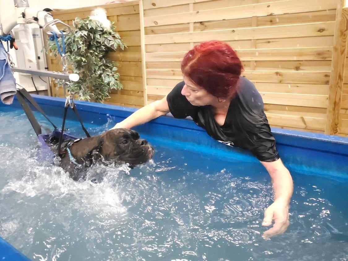 Training für Hunde