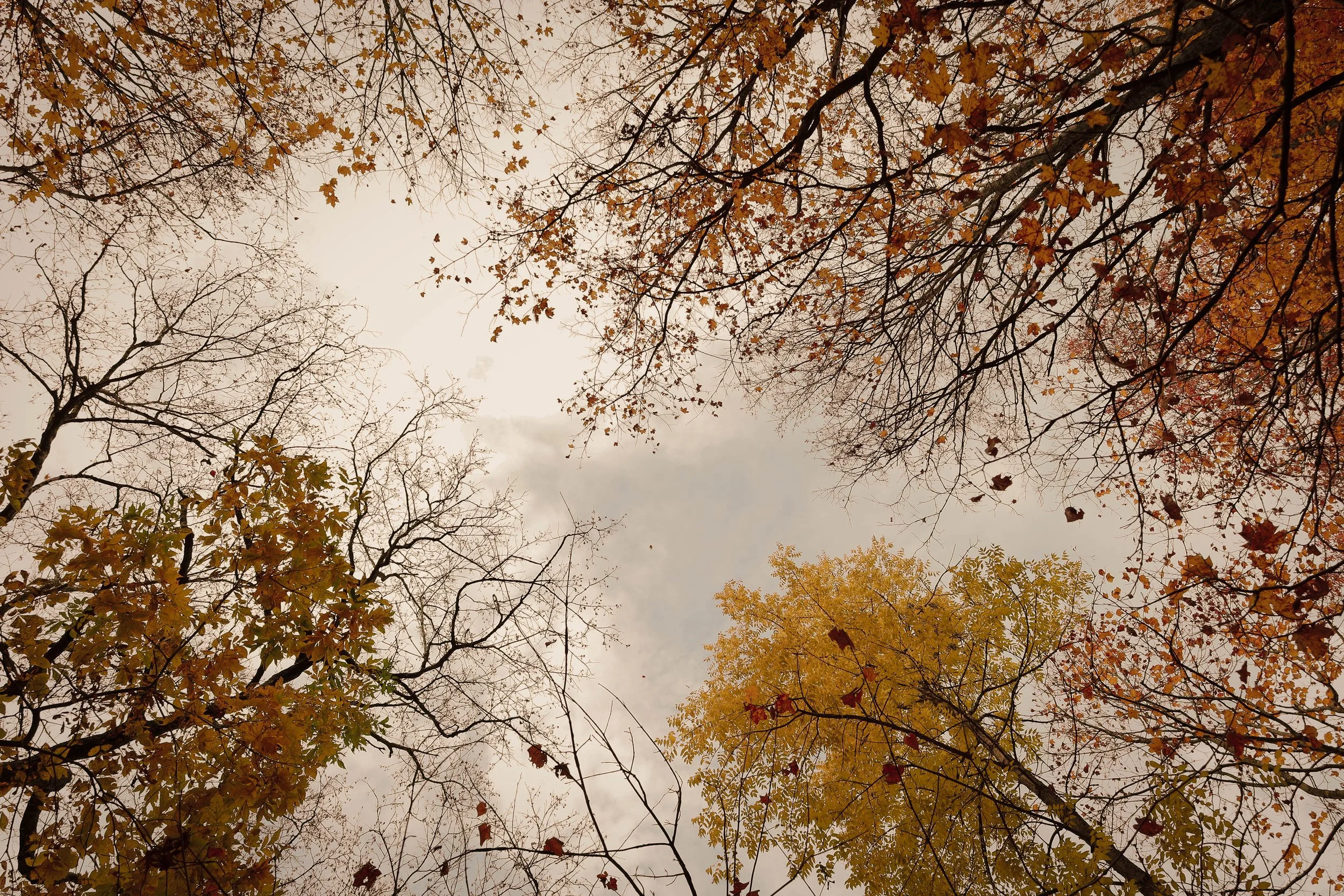 Overcast sky viewed through autumn tree branches with yellow, orange, and red leaves.