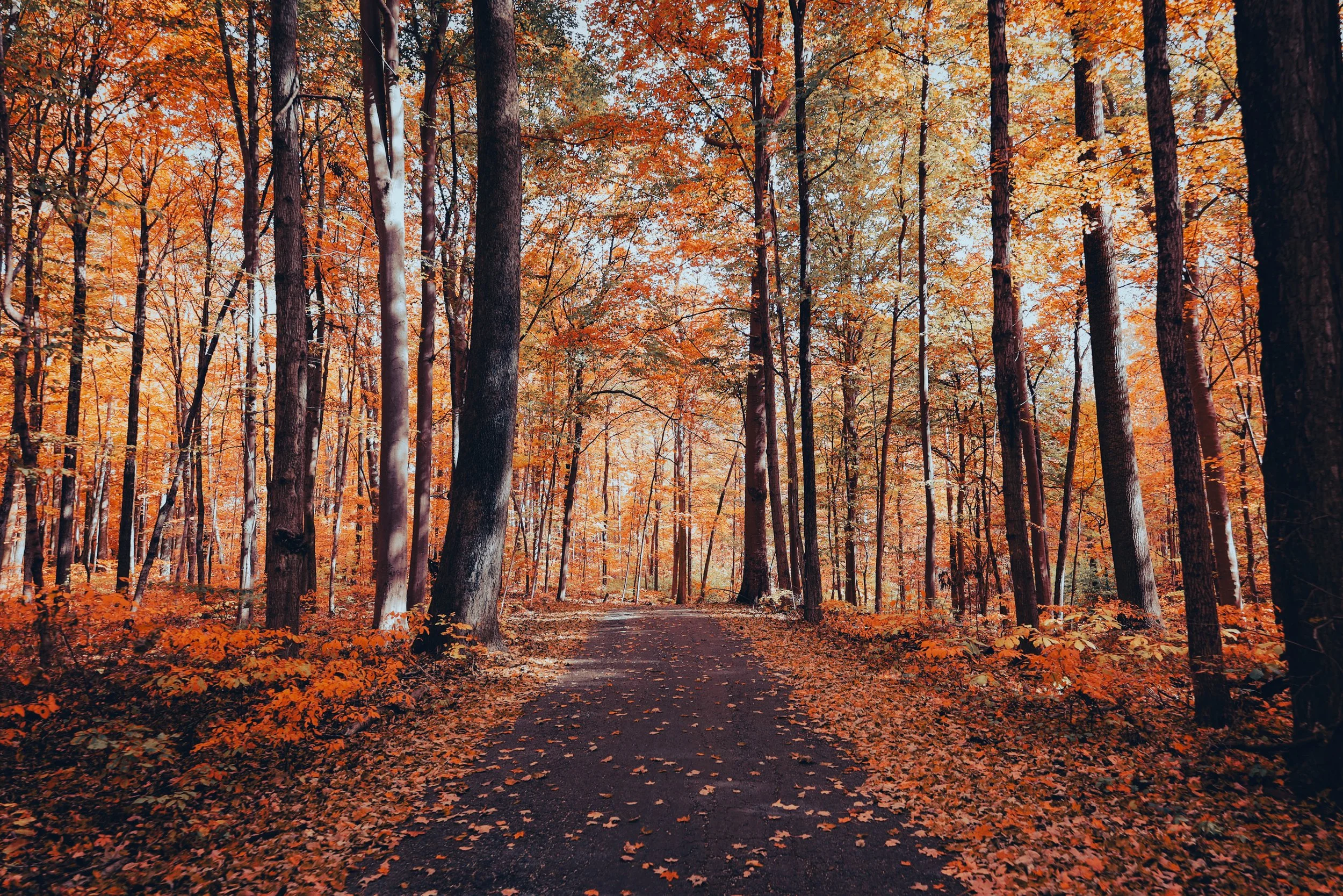 A forest scene in autumn with orange, yellow, and brown leaves on the trees and on the ground, with a dirt path winding through the woods.